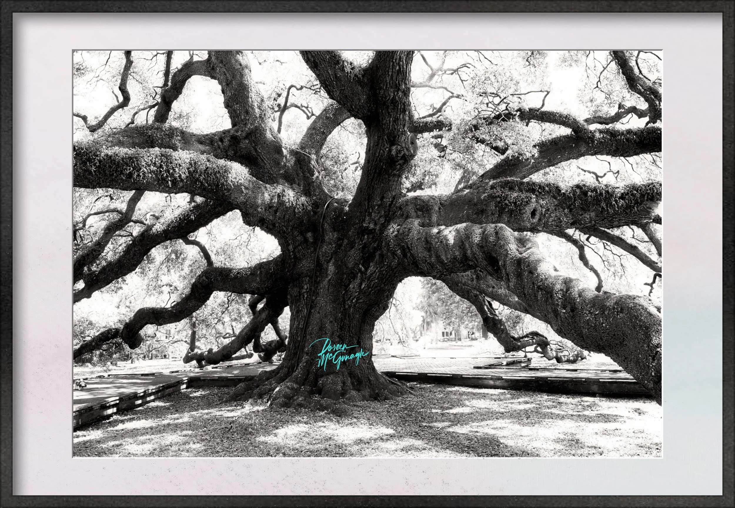 Jacksonville Treaty Oak Tree Florida Landscape, Black and White